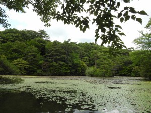 20150621六甲山森林植物園 (20)